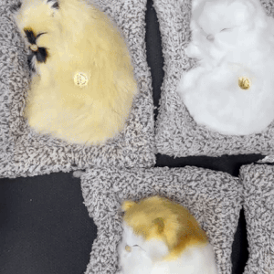 لعبة قطة نائمة قطيفة مع صوت